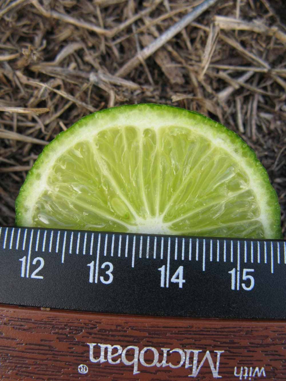            Immature fruit cross-section (Winter Haven, FL)   